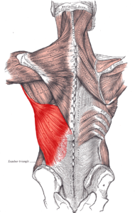 shoulder mobility