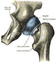 Hip joint - Joint mobilized during banded hip mobilizations