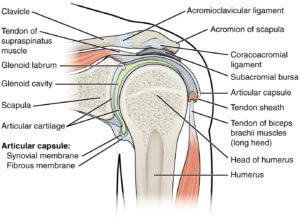 Everything you need to know about shoulder labrum tears