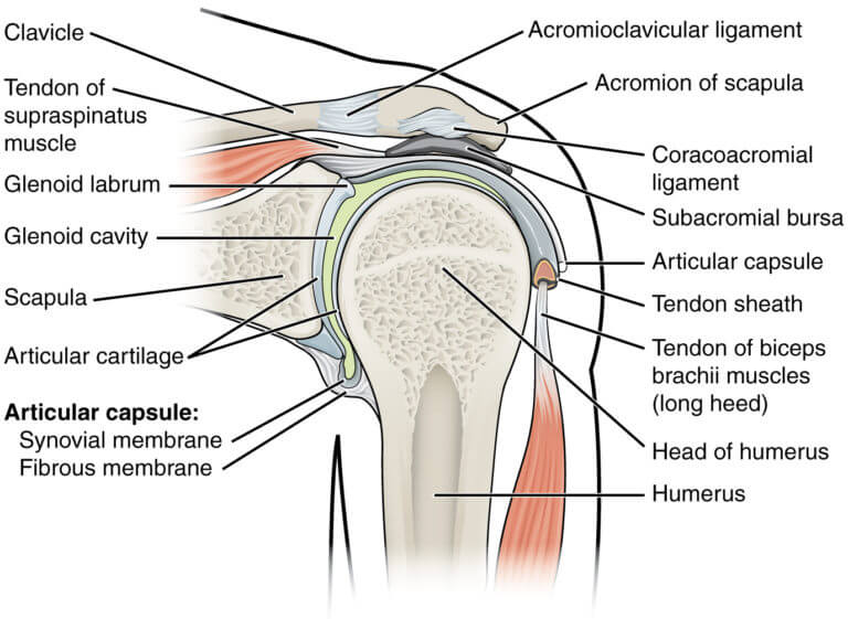 Shoulder Labrum Tear - Rush Chiropractic Center