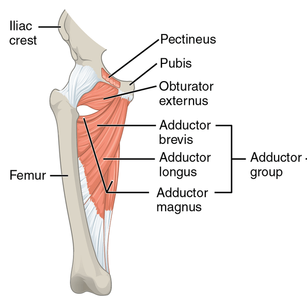 Hip Adductor Muscles - Hip and groin pain
