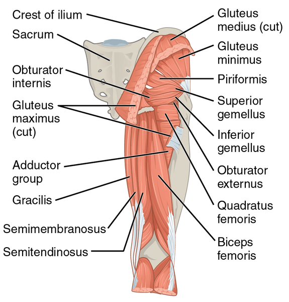 Hip Extensor Muscles - Hip Pain while squatting